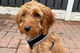 Toffee is just one of the adorable dogs that Blue Cross successfully rehomed after some time in foster care