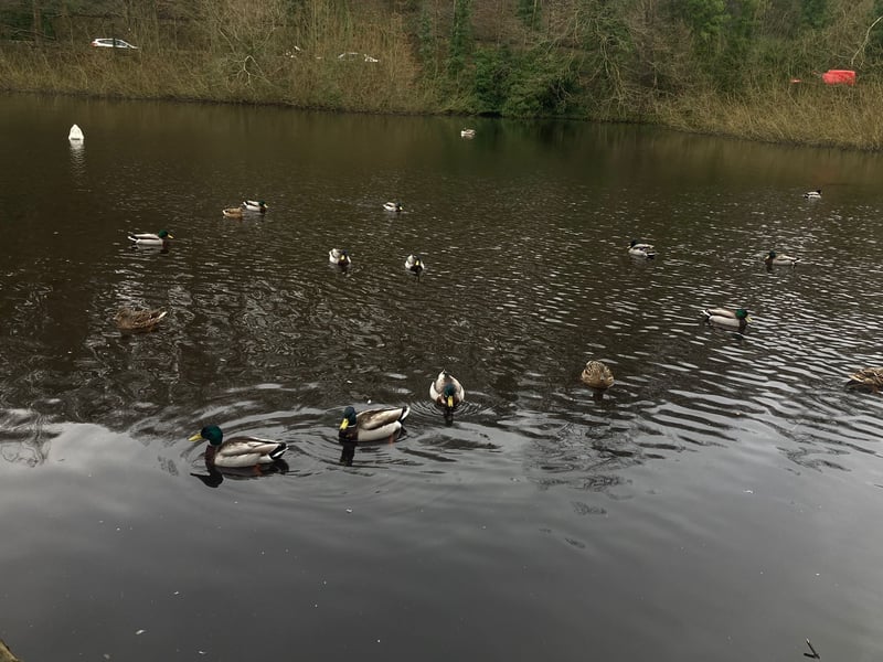 The pond next to the Walkley Bank Tilt car park is usually full of ducks.
