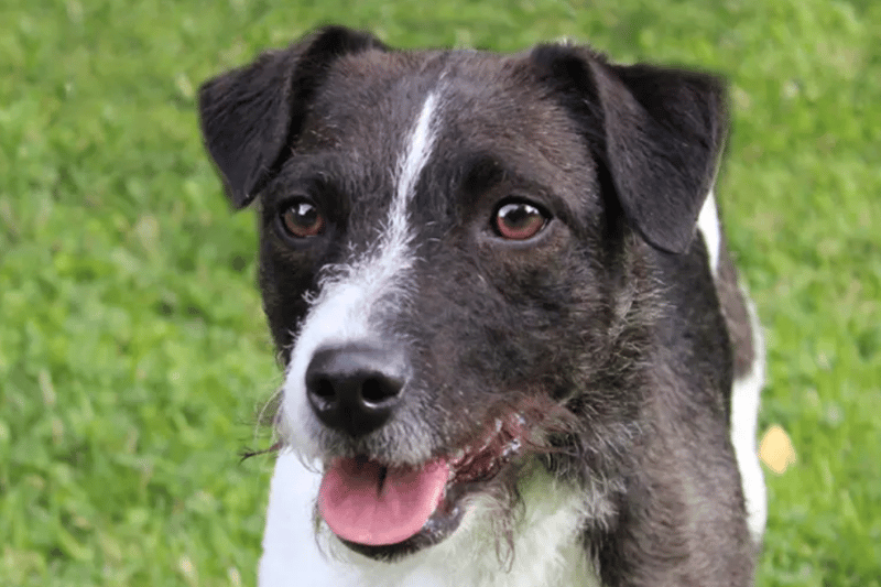 Denver is a two-year-old Jack Russell Terrier who has complex needs. She is looking for a home without children or pets and a family which has experience of caring for dogs. She will need multiple visits to her at the centre before going home.