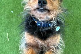 Yorkshire Terrier cross, Mark, is looking for his forever home (Photo: Helping Yorkshire Poundies)