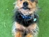 Adopt a dog Sheffield: Sadness over lack of interest in cute Yorkshire Terrier named Mark