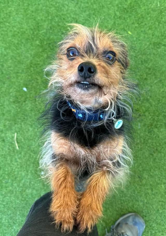Mark the Yorkshire Terrier cross (Photo: Helping Yorkshire Poundies)