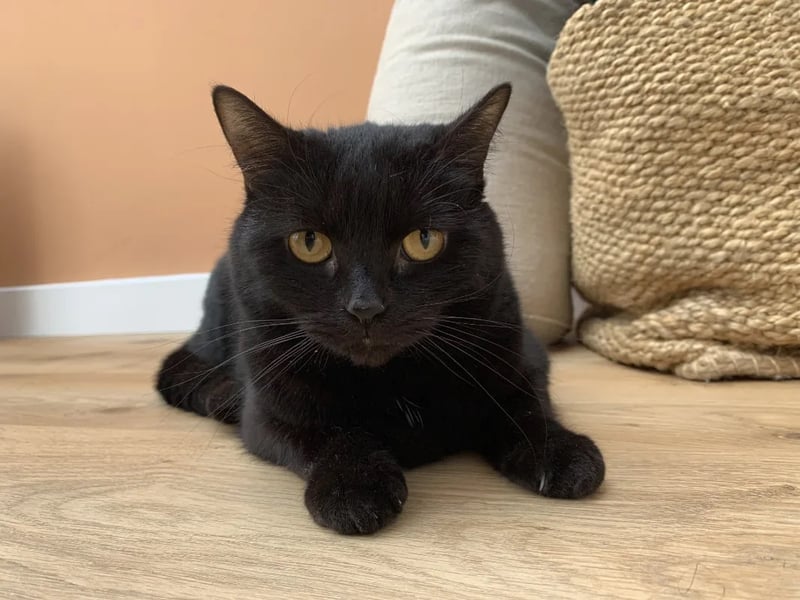 Three-year-old Emilia would love to join an adult only family who would have plenty of love to give her.