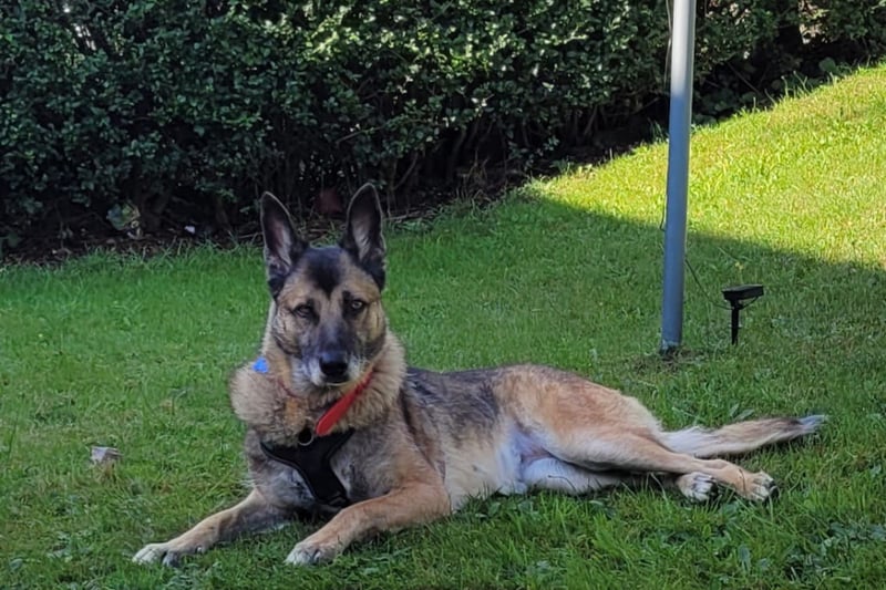 Zeta, a 10-year-old Belgium Malinois x GSD, loves walks and exploring new places, but most of all, she loves running around. Zeta is still pretty active and would suit a family who are up for keeping her mind occupied with training. She'd prefer to be the only dog in an adult-only home.