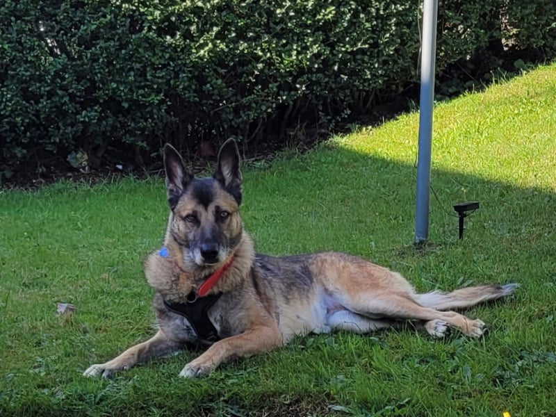Zeta, a 10-year-old Belgium Malinois x GSD, loves walks and exploring new places, but most of all, she loves running around. Zeta is still pretty active and would suit a family who are up for keeping her mind occupied with training. She'd prefer to be the only dog in an adult-only home.