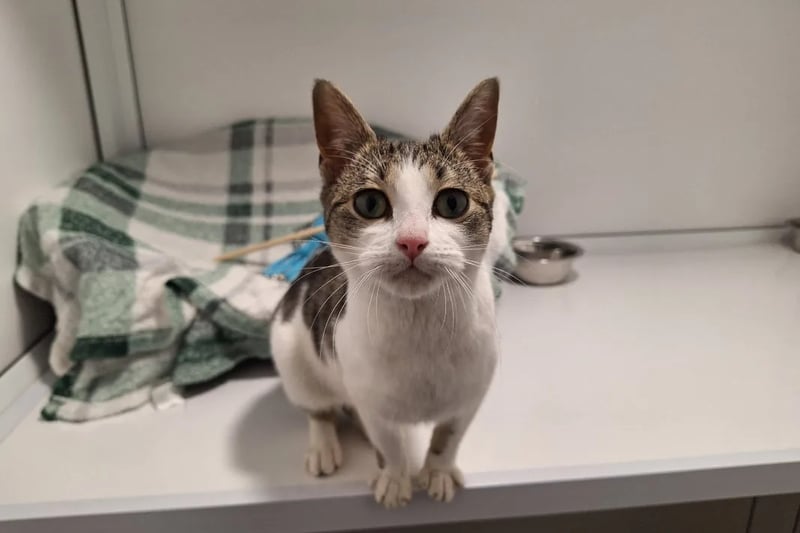 Six-month-old Harriet loves to play with toys and is keen to find her forever family. She is a people-orientated kitten and would love to have fuss and attention all day long.