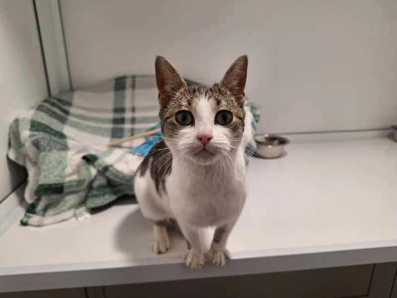 Six-month-old Harriet loves to play with toys and is keen to find her forever family. She is a people-orientated kitten and would love to have fuss and attention all day long.