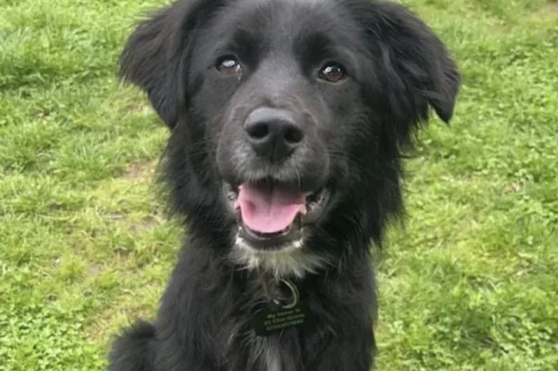 One-year-old Border Collie Tokyo is at her happiest when running about. She is a big fan of people and would happily live with young kids who are older than 10.