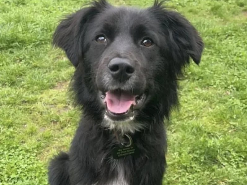 One-year-old Border Collie Tokyo is at her happiest when running about. She is a big fan of people and would happily live with young kids who are older than 10.