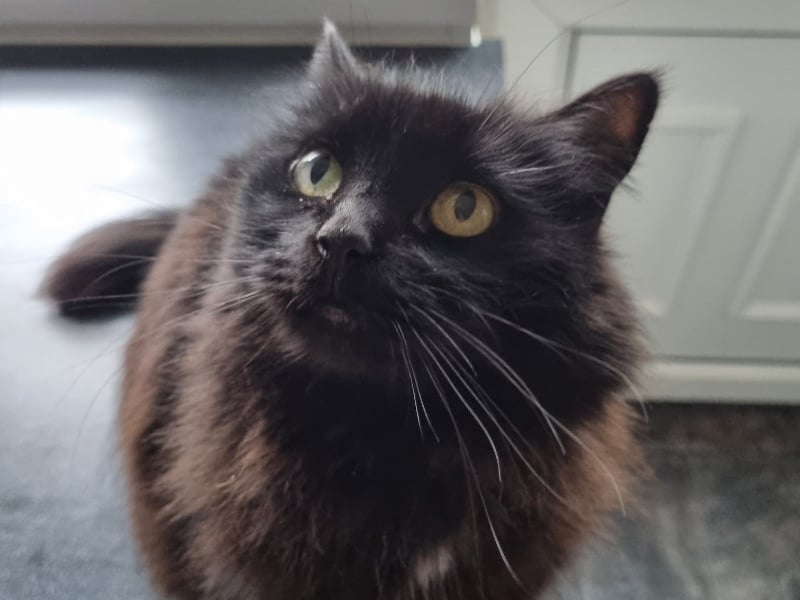 Ninja, who is 12 years old, likes to suss new people out, but once given her approval, she is all over them. She is looking for a retirement where she can have plenty of fuss and attention. It should be somewhere calm and quiet, and ideally adult only.