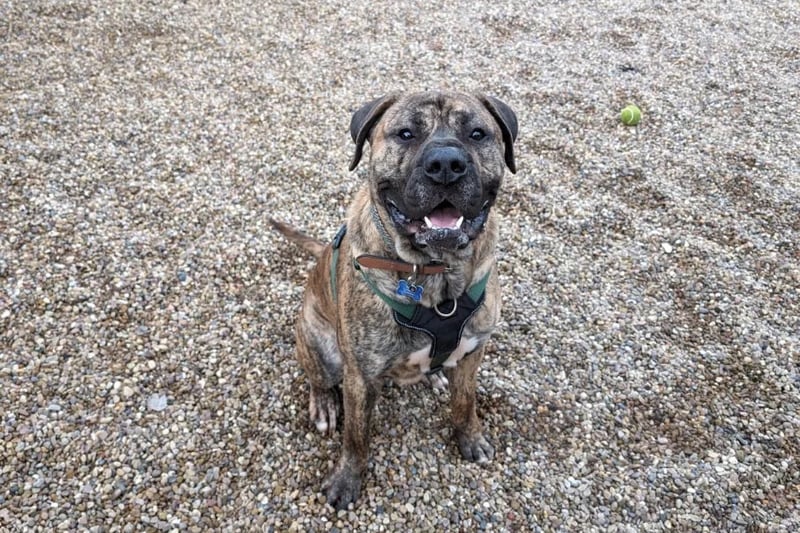 Two-year-old Mastiff Frank has plenty of energy and loves people. He sometimes gets overly excited, so would be best living with a family who have kids older than 16.