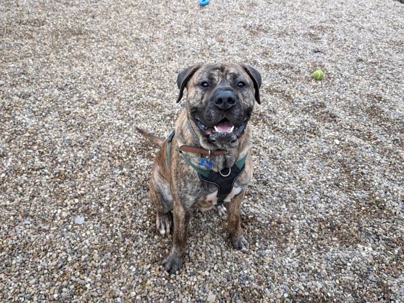 Two-year-old Mastiff Frank has plenty of energy and loves people. He sometimes gets overly excited, so would be best living with a family who have kids older than 16.