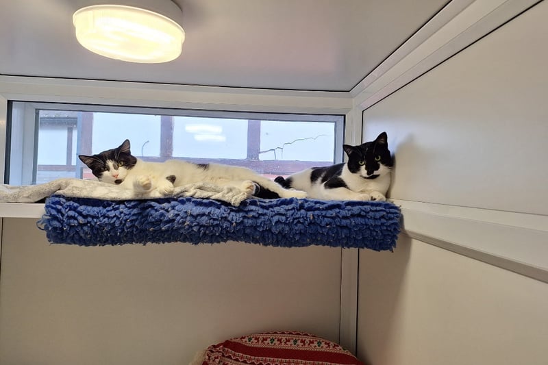 One-year-olds Prinny and Davie are brother and sister who came into the centre after living in squalid conditions. They would prefer a quieter home with adults only who have cat experience.