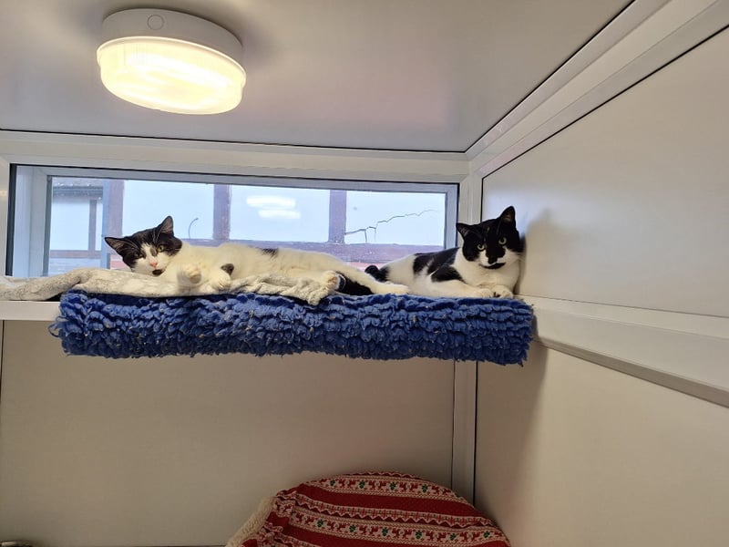 One-year-olds Prinny and Davie are brother and sister who came into the centre after living in squalid conditions. They would prefer a quieter home with adults only who have cat experience.