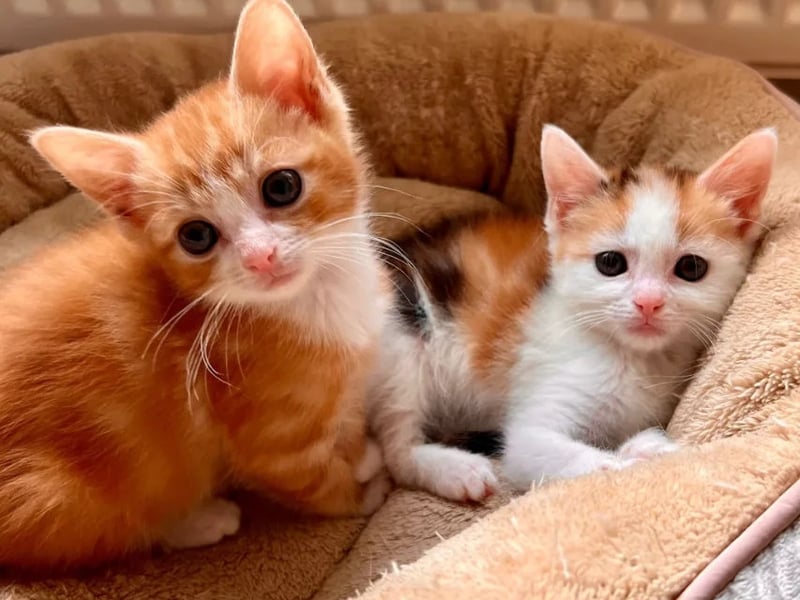 Ron and Ginny, both two-months-old, came in after being left behind. They would love to find a forever home together.