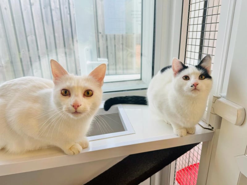 Closely bonded Christine and Eric do almost everything together. They both love human company and would suit a home together. They would make a fun addition to any family, and would happily live with kids who are at least 10-years-old.