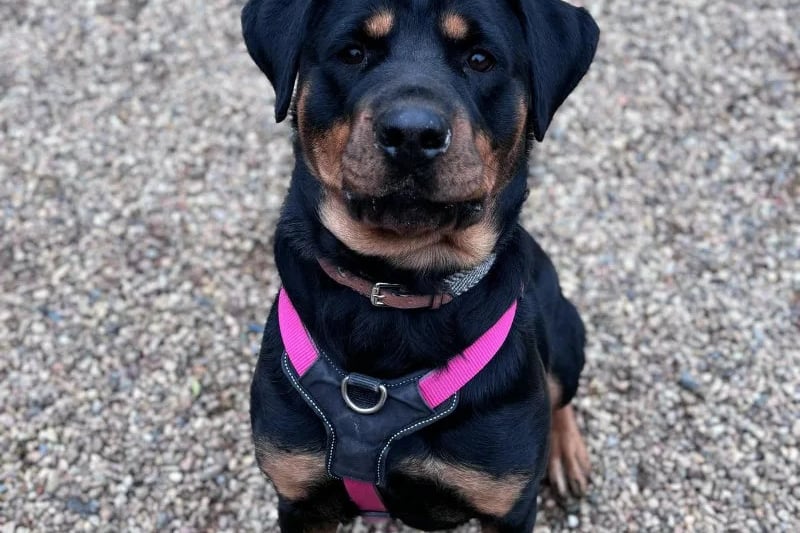 One-year-old Zena is a Rottweiler who loves people and exploring new places. She would suit a family experienced with larger breeds and would be able to live with kids aged 10 and above, but would prefer to be the only dog.
