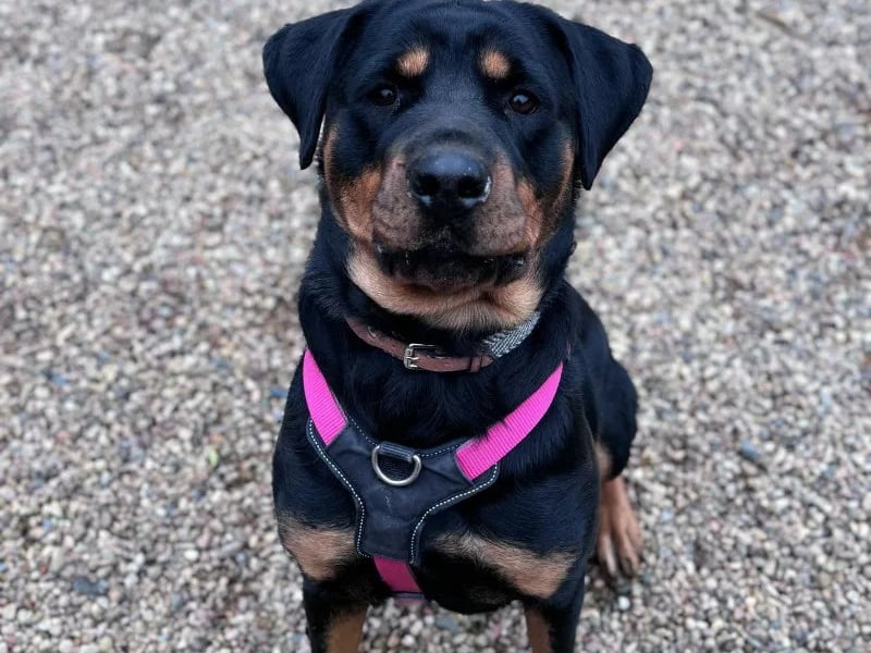 One-year-old Zena is a Rottweiler who loves people and exploring new places. She would suit a family experienced with larger breeds and would be able to live with kids aged 10 and above, but would prefer to be the only dog.