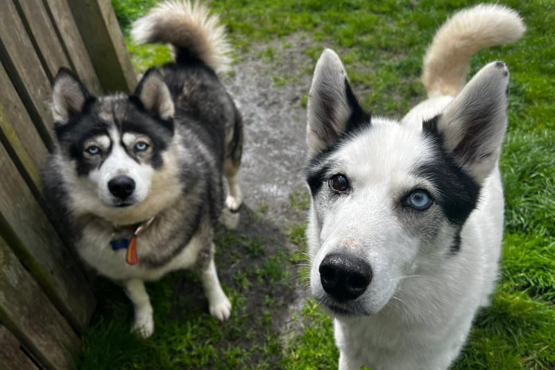 Huskies Tala and Goose had a tough time before coming to the RSPCA's centre in Leeds, as they were both kept in cages for long periods of time - and suffered "a lot of neglect". After months of patiently waiting, they found a new home. But sadly, this was not to be their forever home and they are once again hoping to find a new family. Goose, 12, is deaf and loves zooming about fields, while seven-year-old Tala enjoys chilling out