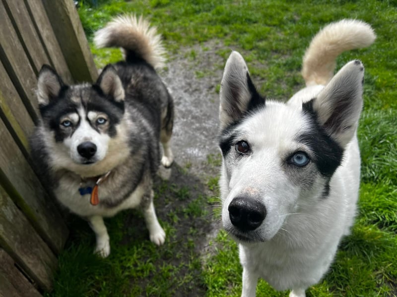 Huskies Tala and Goose had a tough time before coming to the RSPCA's centre in Leeds, as they were both kept in cages for long periods of time - and suffered "a lot of neglect". After months of patiently waiting, they found a new home. But sadly, this was not to be their forever home and they are once again hoping to find a new family. Goose, 12, is deaf and loves zooming about fields, while seven-year-old Tala enjoys chilling out