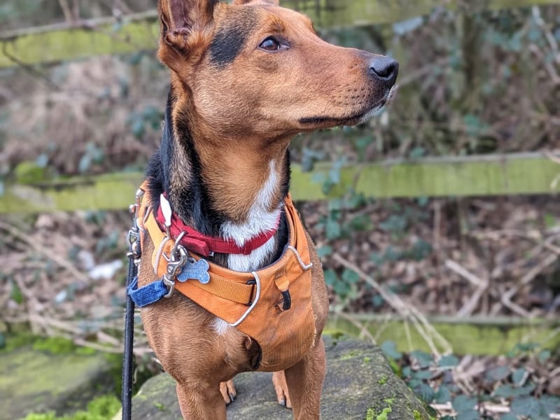 Three-year-old Harley is a gorgeous Portuguese Podengo who is super active and intelligent. She loves going for walks, but it takes a lot to tire her out, so would enjoy a family that doesn't mind a bit of extra work. She would prefer to be the only dog in the house, but could share with children aged 16 and over.