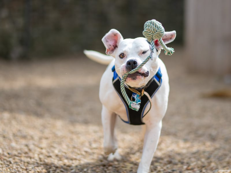 Zeus, a Staffie X, is a three-year-old bundle of energy and is looking for a family willing to offer unconditional love and keep up with his training. He can be unsure of other dogs so would suit a family that could help him feel comfortable when out on walks. Despite getting over excited at times, he loves a cuddle.
