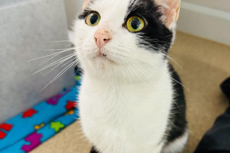 One-year-old Angel arrived at the centre in a "bad way", the team at the RSPCA explained - and was "absolutely starving". But after plenty of love and care, she now has a full belly and is a happy and healthy kitten. Angel loves fuss and attention, and would be keen to live with a playful family.