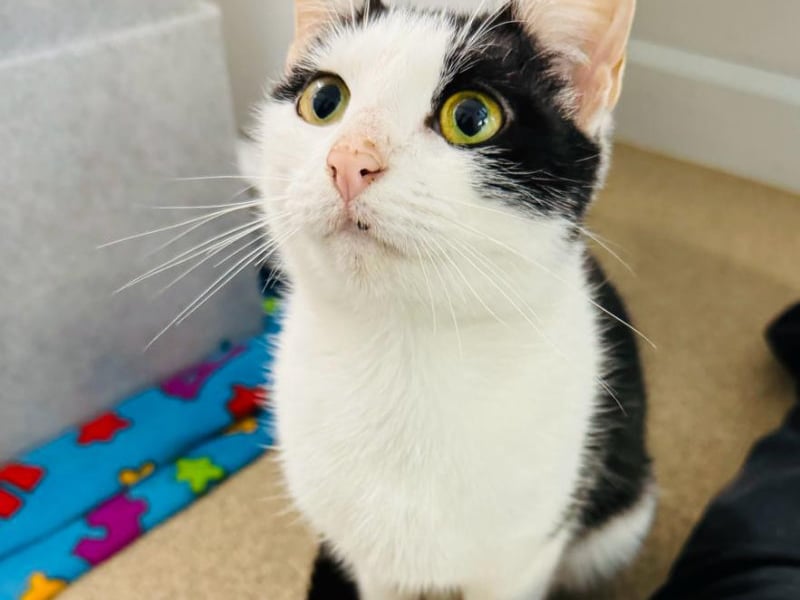 One-year-old Angel arrived at the centre in a "bad way", the team at the RSPCA explained - and was "absolutely starving". But after plenty of love and care, she now has a full belly and is a happy and healthy kitten. Angel loves fuss and attention, and would be keen to live with a playful family.