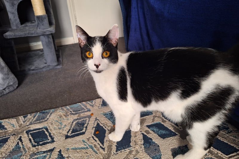 One-year-old Patch has plenty of energy, but also loves relaxing. he is very affectionate, especially when food is involved. Once settled, his character will show. He would suit a family who can spend plenty of time with him. Because he has never ventured outside, he will need to be slowly introduced.
