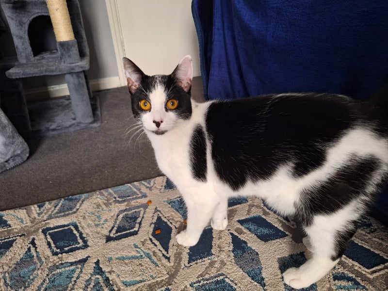 One-year-old Patch has plenty of energy, but also loves relaxing. he is very affectionate, especially when food is involved. Once settled, his character will show. He would suit a family who can spend plenty of time with him. Because he has never ventured outside, he will need to be slowly introduced.