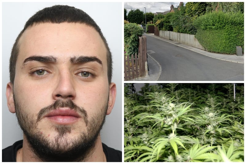Aleksander Muha, 25, of Horncastle Road, London, was jailed for 32 months and will likely face deportation once released. It came after he admitted a charge of producing cannabis. Muha helped harvest 15kg of the drug at a house in Harehills last year and also instructed others on the illegal process. Police found tens of thousands of pounds worth of the drug at the property.