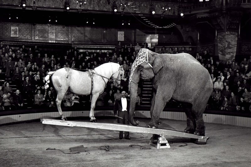 This horse and elephant weigh up their performance in a 1956 Tower Circus act presented by Jozsi Vinicky