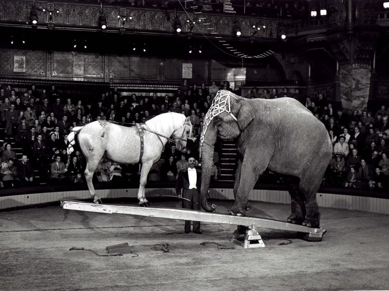 This horse and elephant weigh up their performance in a 1956 Tower Circus act presented by Jozsi Vinicky