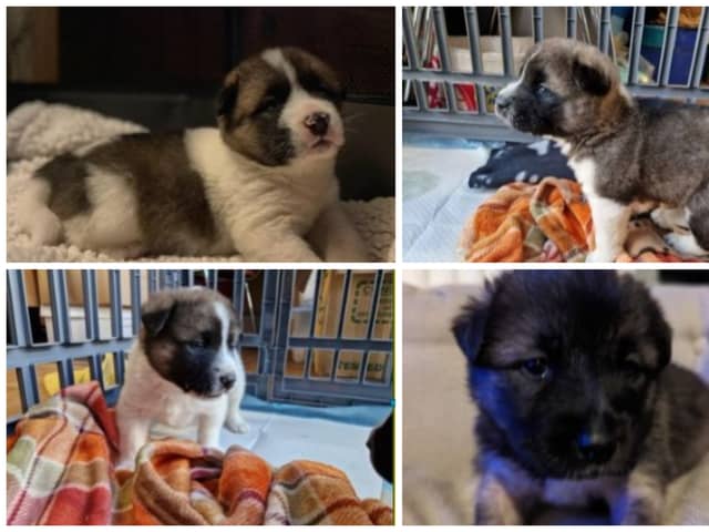 The RSPCA in South Yorkshire has issued an appeal to help this litter of pups (Photo: RSPCA)