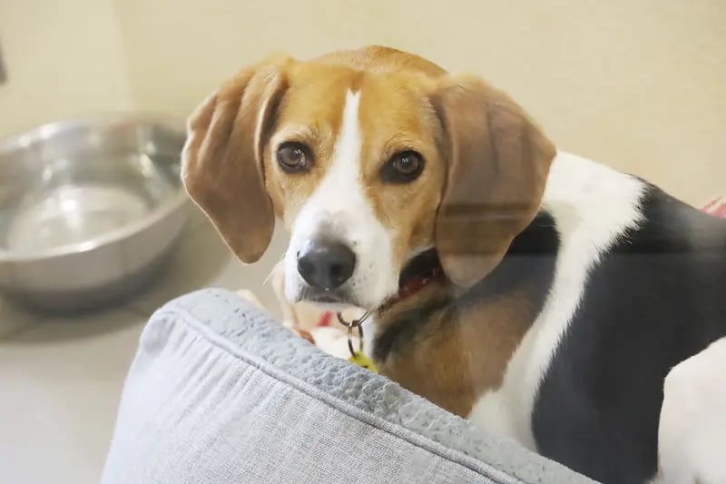 Beagles require very active owners and anyone considering owning one should research the breed first. Rosco may not have lived in a home before so will need patient owners who can continue his training and teach him to settle. They will need to be around all the time initially as well.