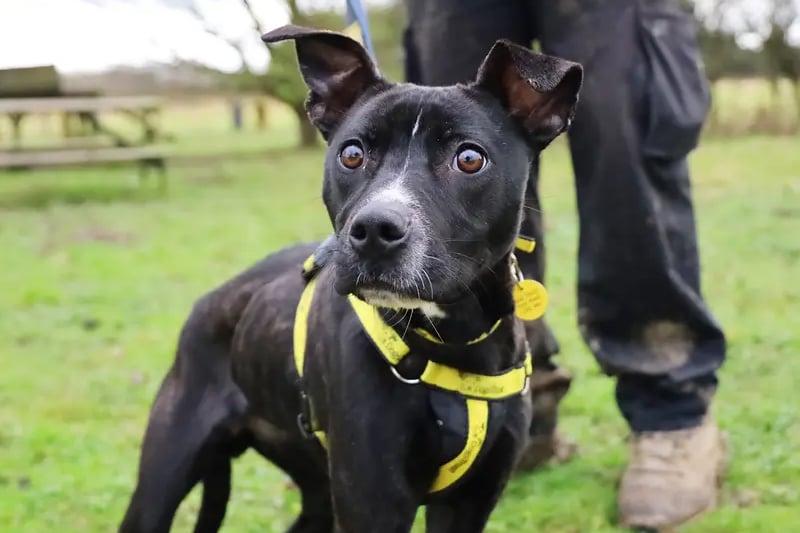 Luna is a lovely year old Staffy cross who needs a real confidence boost. She will need a quiet adult only home and as she is currently in season, will need to be the only dog in the home. Luna is friendly with dogs out and about and may live with another dog in the home in the future. She will need a home with an enclosed garden for off lead exercise as she would benefit from some basic lead training.