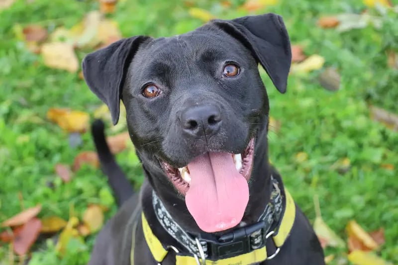Once Kima has built a relationship she is a very sweet and friendly girl. She's already showing progress with her training and we'll happily help you get the best out of her. She loves getting out and about for her walkies so once she's grown in confidence we believe she'll really enjoy exciting days out. She loves other dogs so should be fine to share with another good role model dog who can help show her the ropes. In fact it would really benefit Kima to live with another confident dog. Kima looks set to be a great companion and just needs a little time and patience initially.