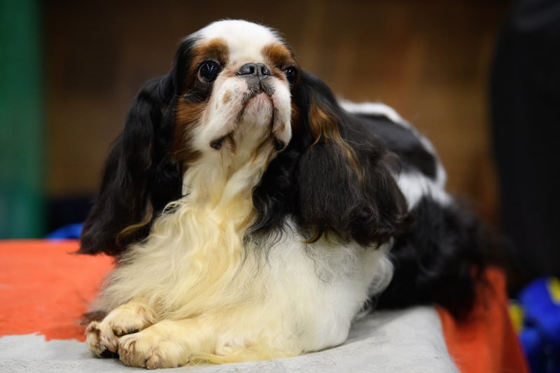 Including the popular English Cocker Spaniel breed and the American breeds, the Spaniel breed has amassed nine wins during the history of Crufts (Photo by Leon Neal/Getty Images)