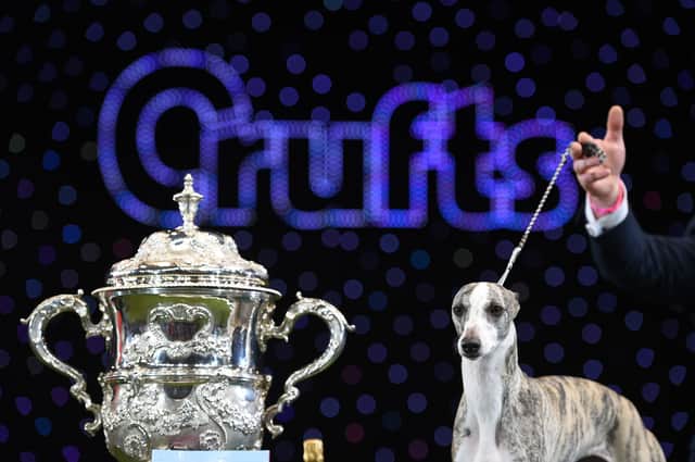"Collooney Tartan Tease" (Tease), the Whippet, poses next to the trophy as winner of the Best in Show competition on the final day of the Crufts dog show at the National Exhibition Centre in Birmingham, central England, on March 11, 2018.
Crufts is one of the largest dog events in the the world, with thousands of dogs competing for the coveted title of 'Best in Show'. Founded in 1891 by the late Charles Cruft, today the four-day show attracts entrants from around the world. / AFP PHOTO / OLI SCARFF    