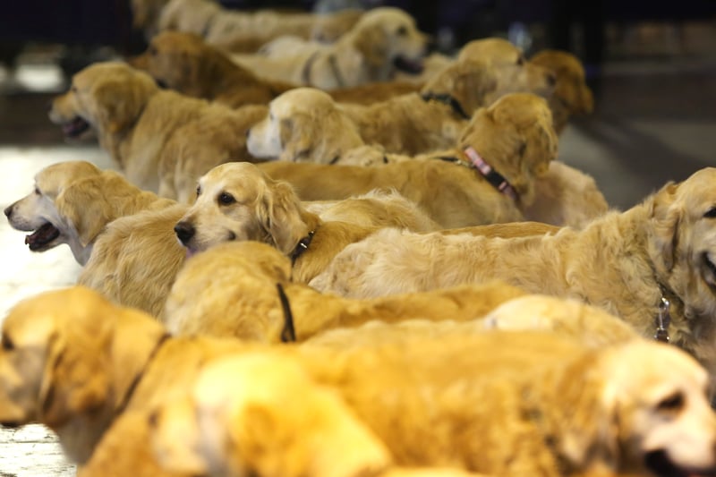 Golden retrievers meet up during the final day at Crufts Dog Show on March 10, 2013 in Birmingham, England. During this year's four-day competition over 22,000 dogs and their owners will vie for a variety of accolades but ultimately seeking the coveted 'Best In Show'.  (Photo by Rosie Hallam/Getty Images)