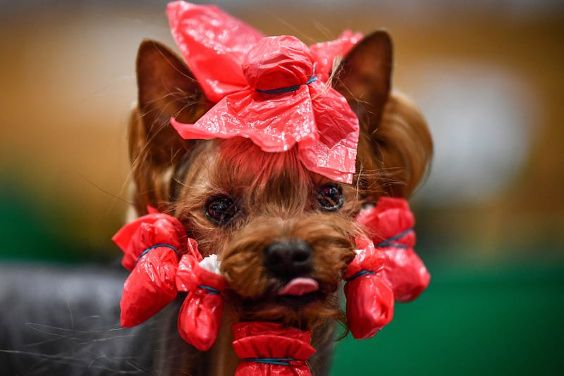 A Yorkshire Terrier is prepared ahead of being shown at day one of Crufts 2020 at the National Exhibition Centre on March 5, 2020 in Birmingham, England (Photo by Jeff J Mitchell/Getty Images)
