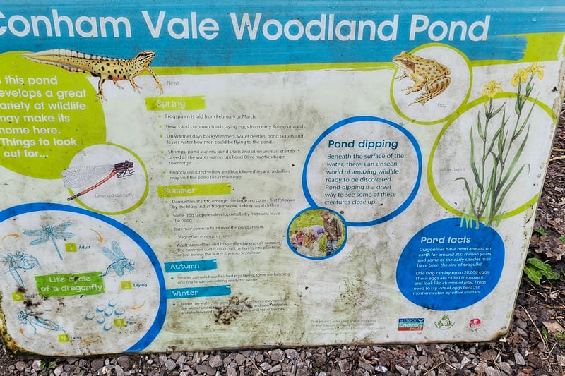 The information board next to the pond in Conham Vale includes information on the wildlife that can be found around the pond each season including backswimmers, pond skaters and shrimps in spring, damselflies and dragonflies in summer and frog and newt tadpoles in winter.