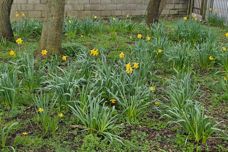 We came across some blooming Daffodils at Dundridge Park: a sign that spring is around the corner.