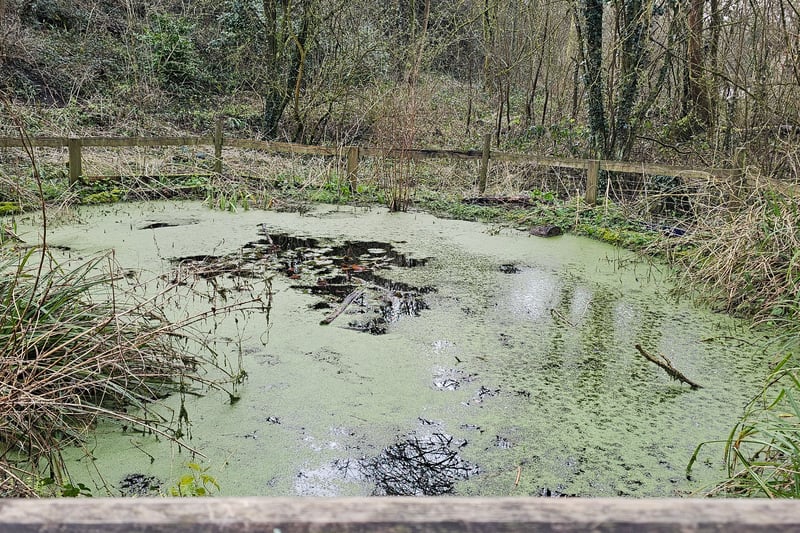 The pond was created by the local volunteer group and is home to frogs, damselflies and a host of other aquatic invertebrates.