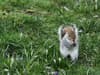 Watch: Video shows cute squirrels feasting on snowdrops in film that shows spring has arrived in Sheffield