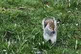 Watch cute squirrels feasting on snowdrops in film that shows spring has arrived in Sheffield. Picture: David Kessen, National World