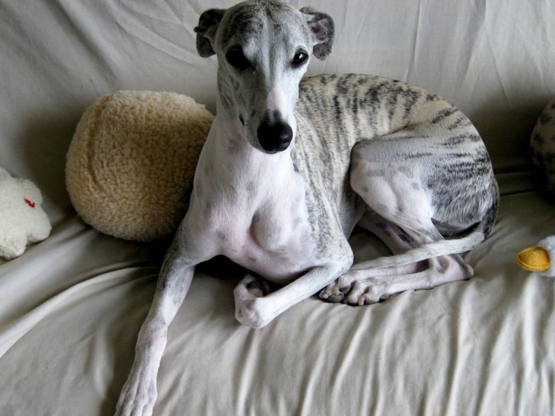 There wil be 400 Whippets at Crufts this year, putting them in third place. There were 4,342 registrations of the breed last year.