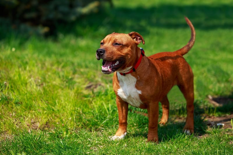 There will be 349 Staffordshire Bull Terriers dreaming of Crufts glory in 2024.
