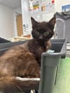 Missing cat Sheffield: Vet appeals for information after "old lady" cat is abandoned in waiting room