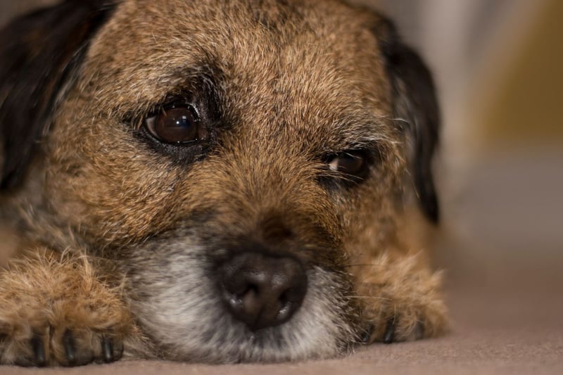 Completing our list is the Border Terrier. A total of 251 were entered into Crufts.